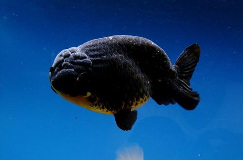 小金鱼炸鳞的表现,小金鱼炸鳃怎么回事