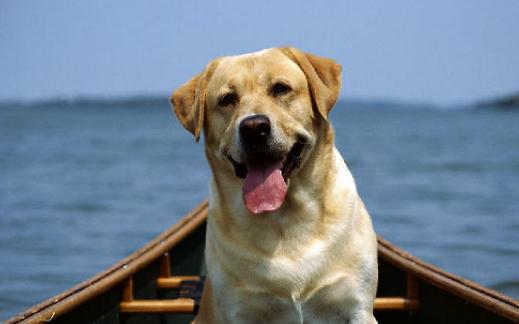 狗狗突然疯狂舔地板呕吐怎么回事,狗狗呕吐食物是死亡征兆吗