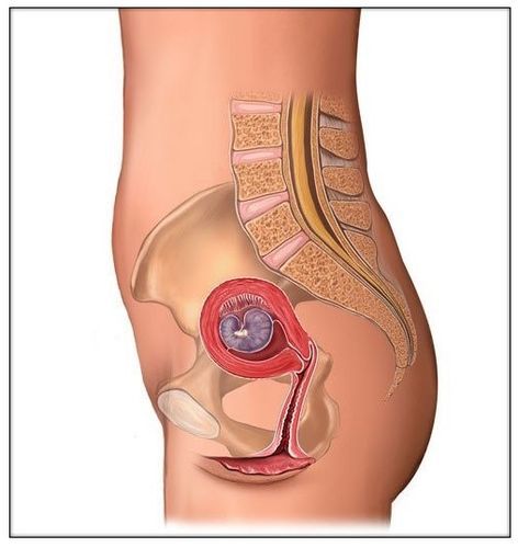 怀孕一到十个月胎儿图解,孕早期胎儿在肚子立体图