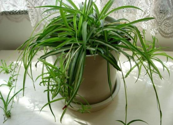 吊兰换盆时上面的小吊兰怎么处理,吊兰叶子发软下垂吊兰怎么样换盆