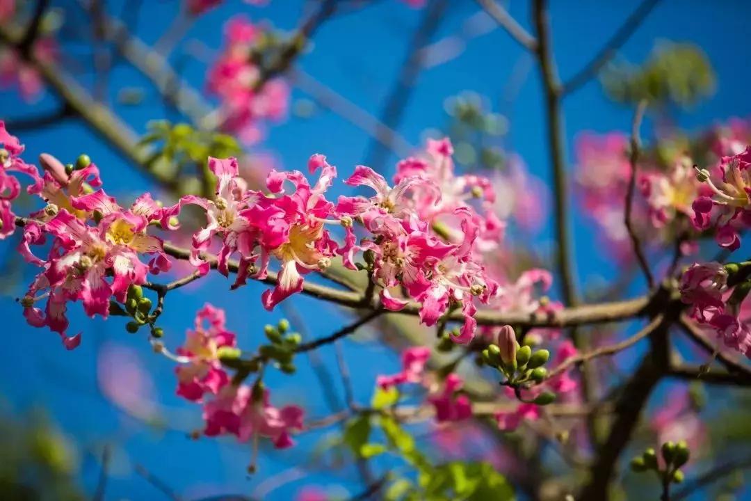 2020美到窒息！珠海的冬天，美炸了