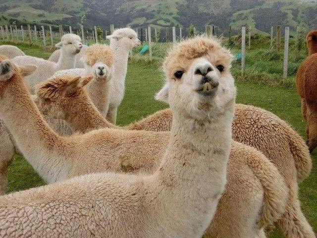 神兽羊驼有多厉害,为什么羊驼被称为十大神兽之一