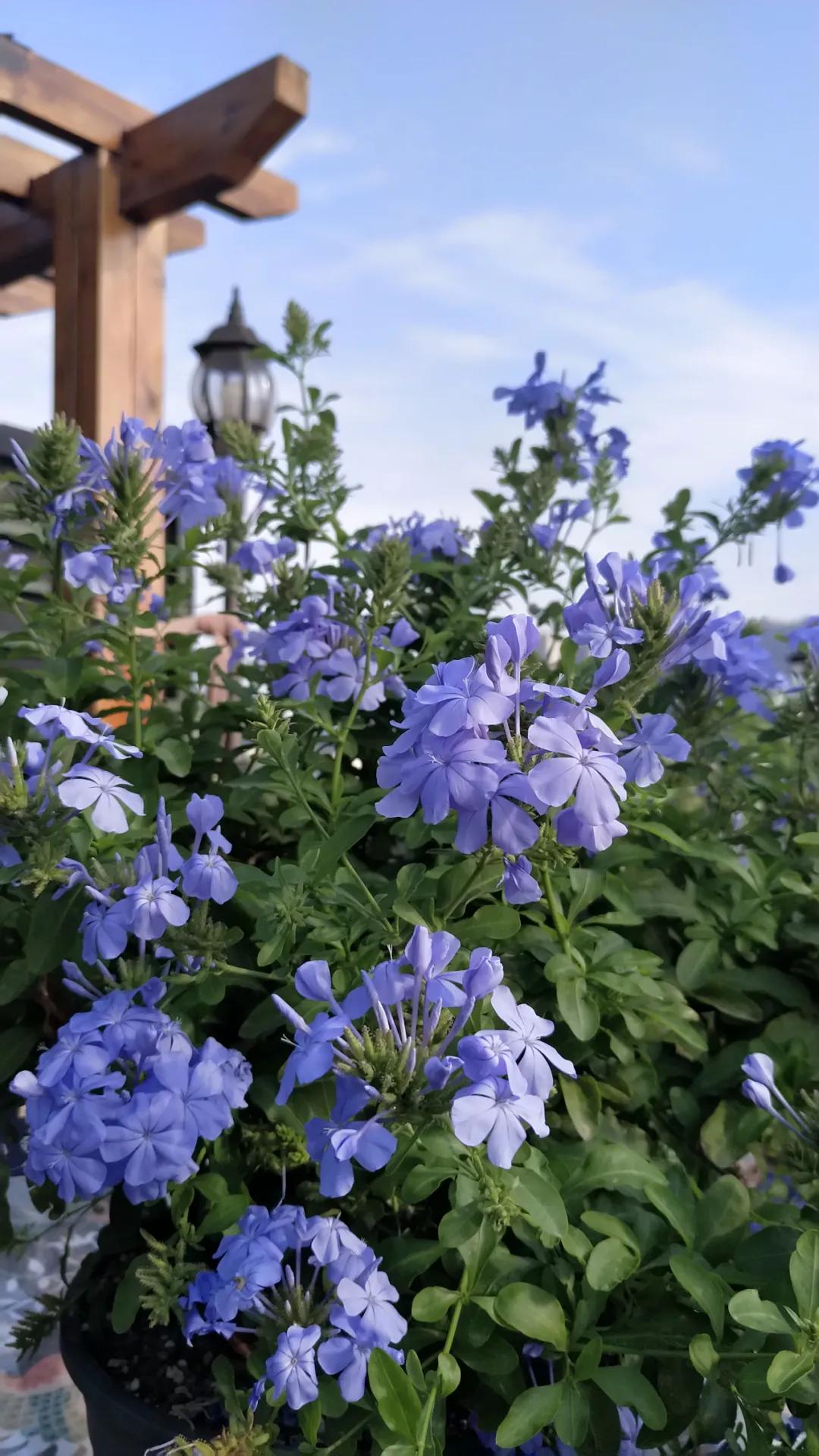 “雪”花那个PiaoPiao，这个世界真好