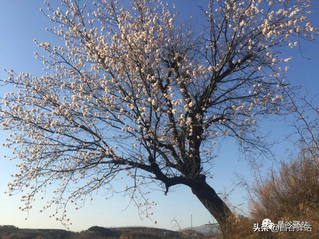 山花烂漫中条山之山杏花开树树梅