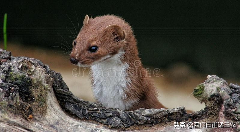 黄鼠狼为什么不能给鸡拜年,黄鼠狼是怎样给鸡拜年的