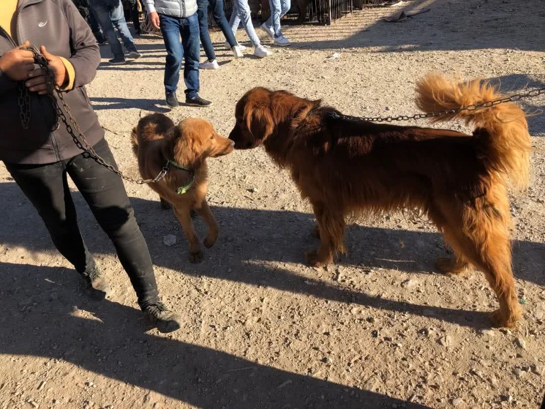 最新狗市金毛售卖,狗市买金毛狗50元
