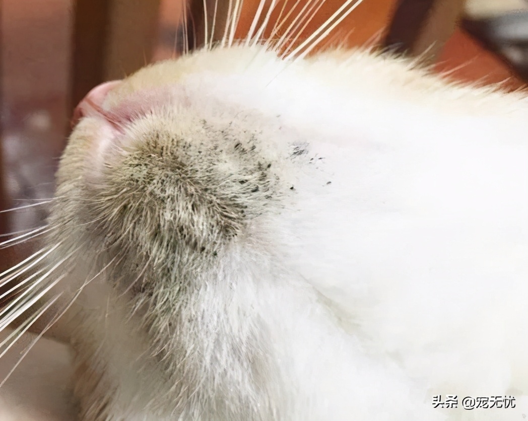 猫咪感染猫癣？不要急，这篇文章全部给你解决