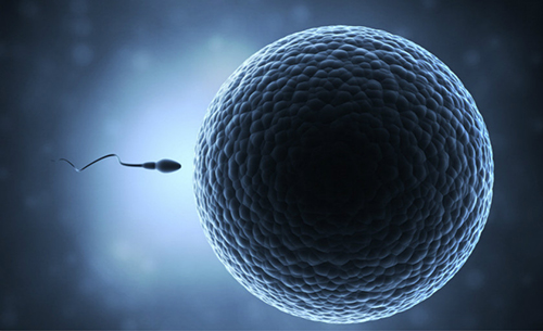 冷知识:精液的秘密,仅是精子的载体吗?