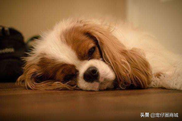 铲屎官该如何治疗和预防,铲屎官对付小猫咪