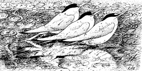 雨怎么那么大,下这么大的雨小鸟怎么办