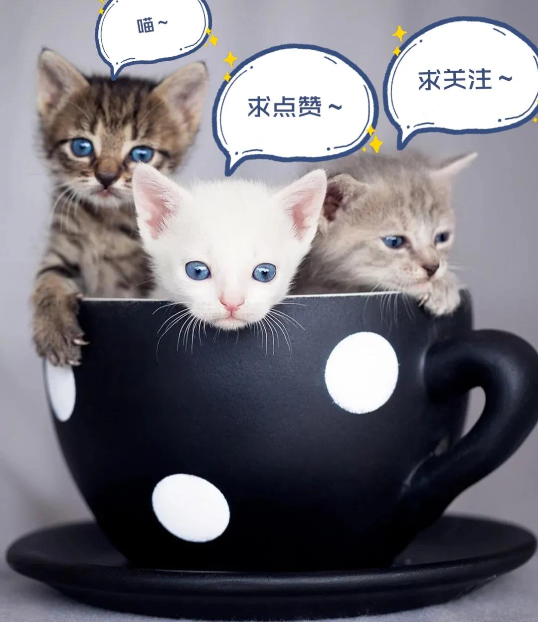 宫心计贵妃出场,宫心计王贵妃守陵