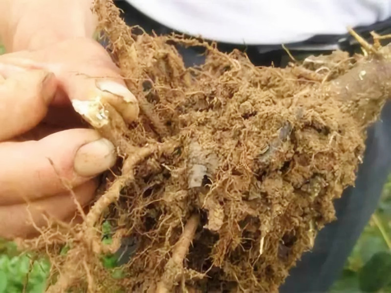 这五种苗木根系常见病,危害大