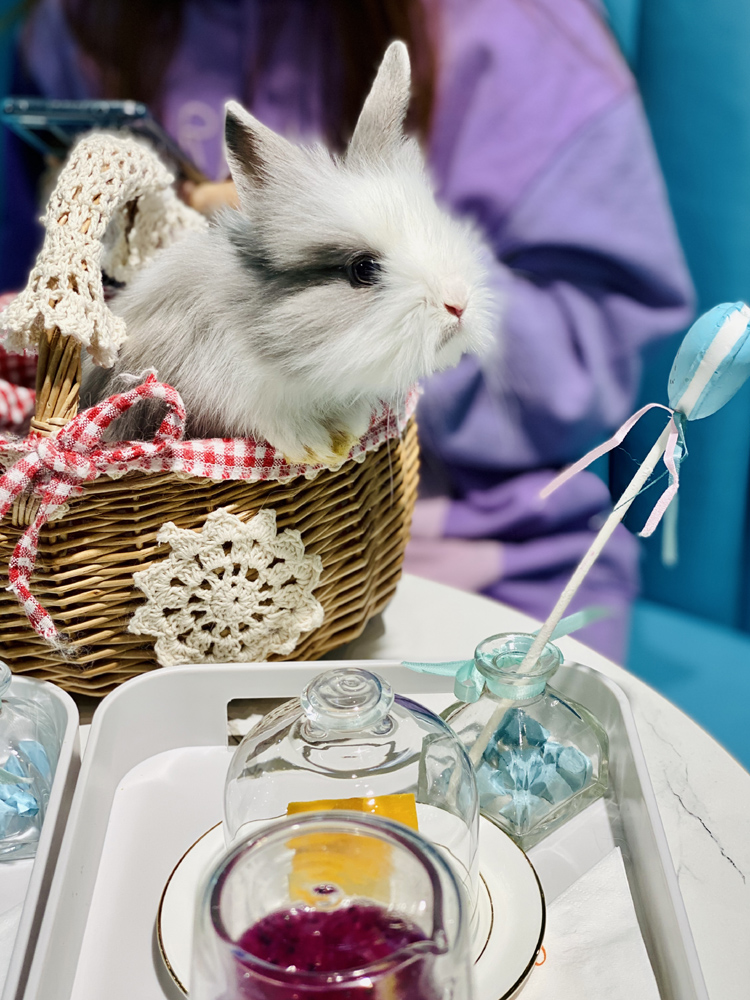 撸动物的网红店顺德,撸小动物的网红店北京世纪金源