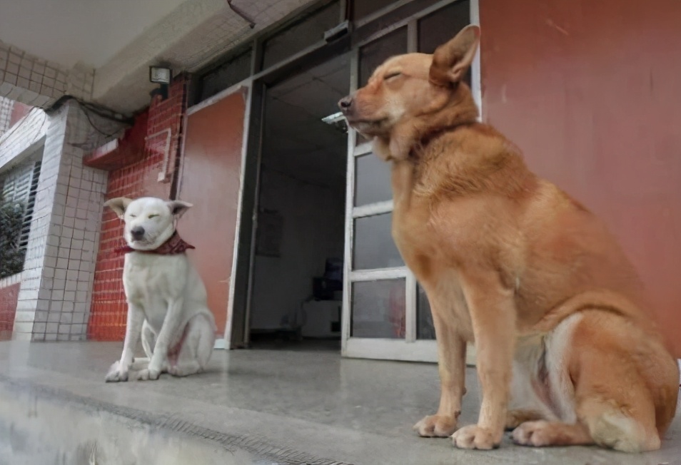 看家“首选”的6种狗狗，小偷看到了，都掉头走