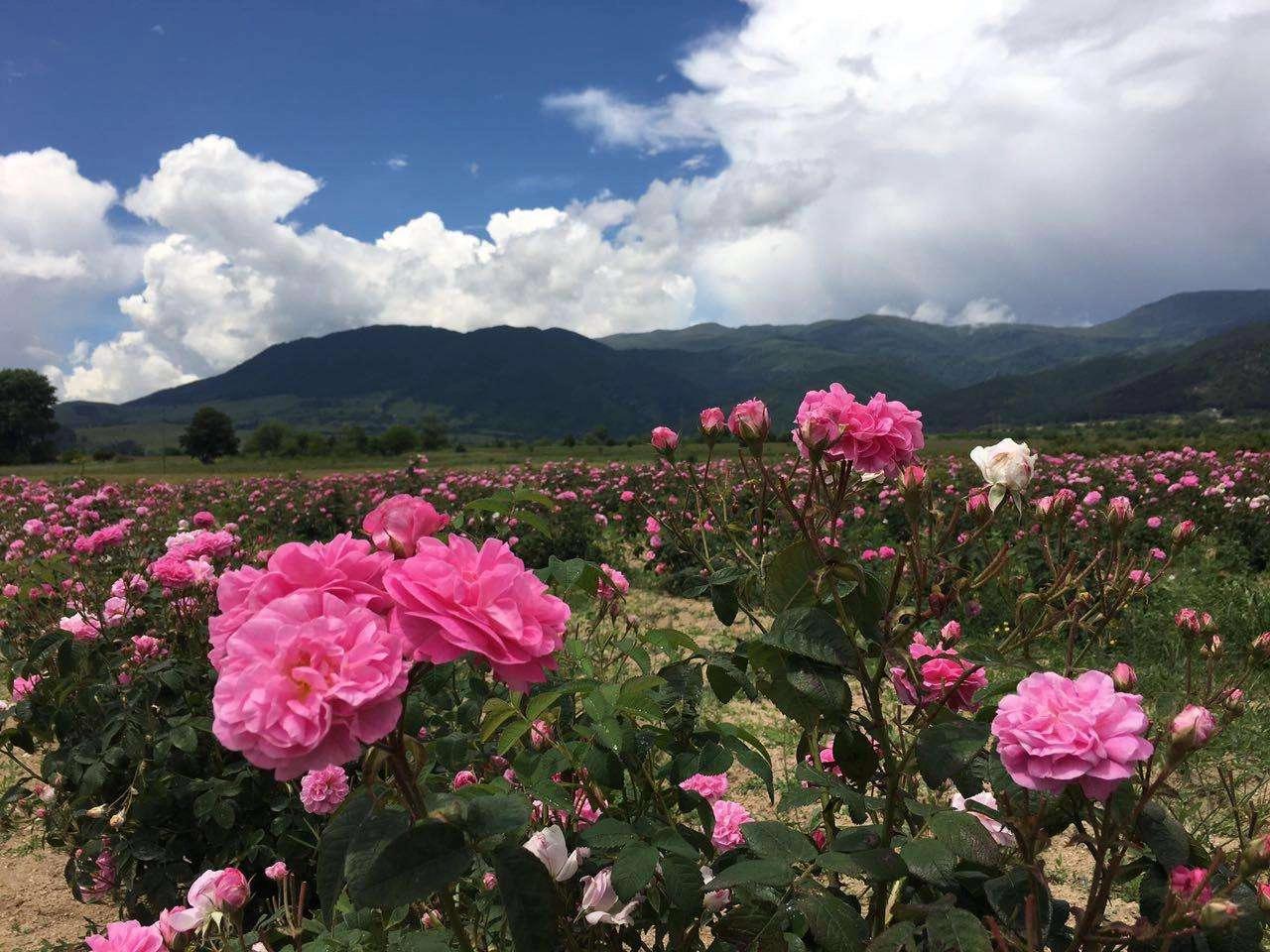 精油属于什么功效性产品,精油到底有什么作用