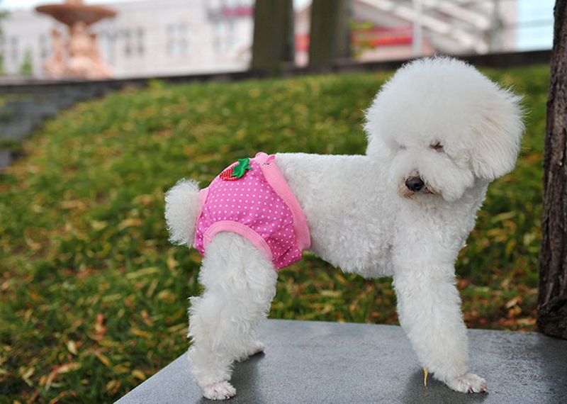 秋季狗狗发情高峰期，应该要注意什么？