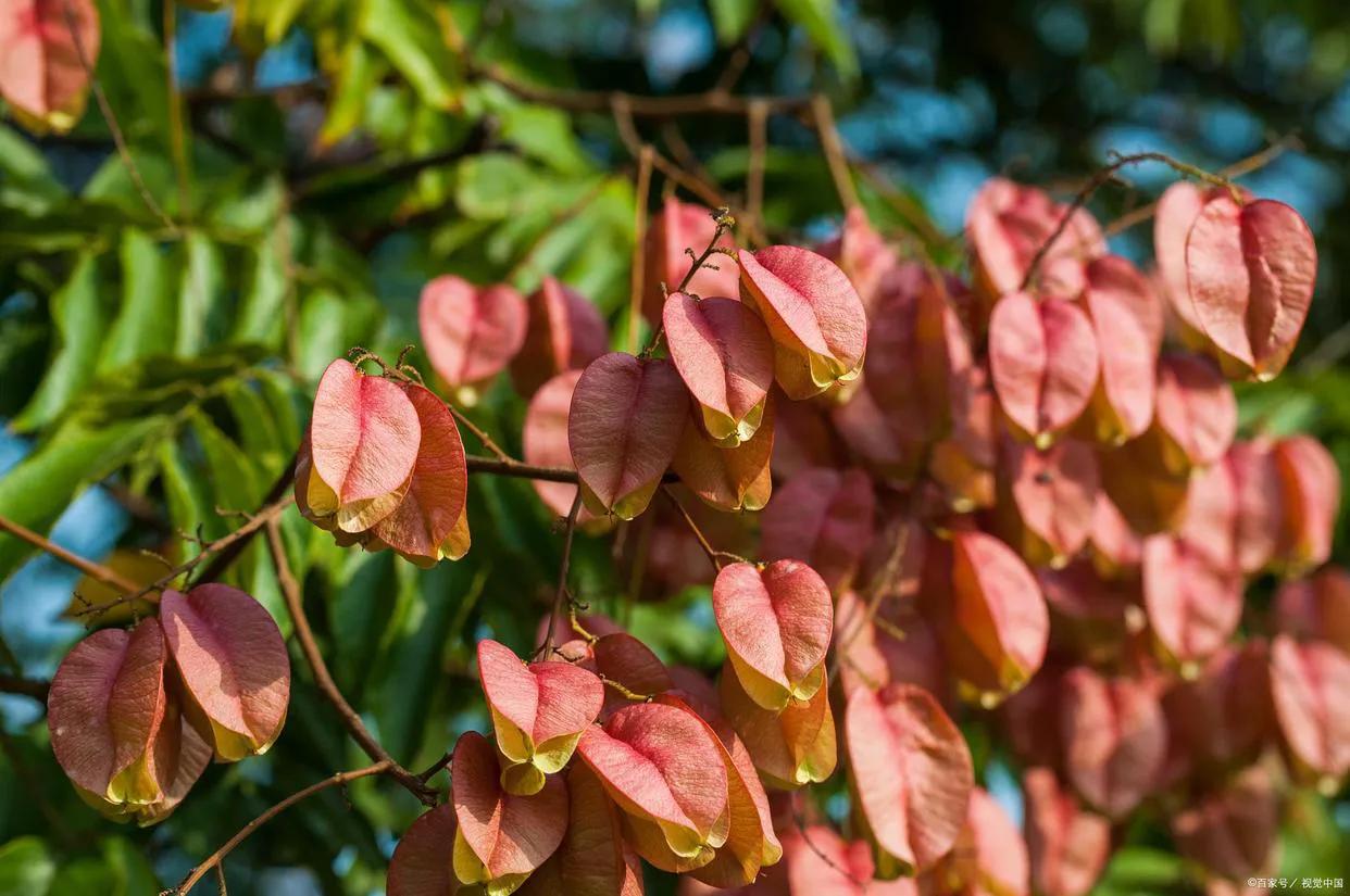 绉嬫棩绗旇鐩存挱,绉嬫棩绗旇