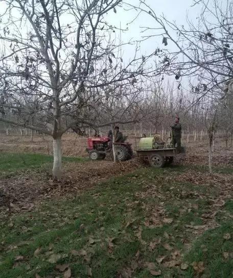 果树清园口诀,果园春季清园药