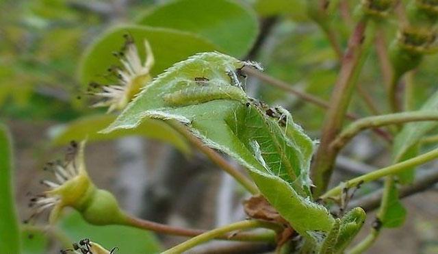 苹果小卷叶蛾怎么治疗,苹果小卷叶蛾的防治方法