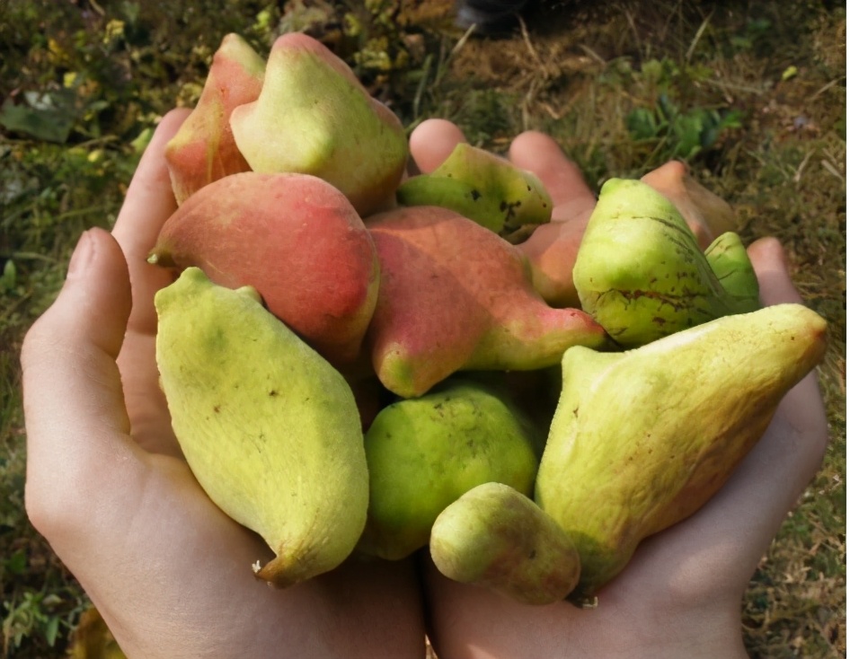 果子含百条虫子，儿时常采摘来卖，如今80元1斤，碰到别忘采摘