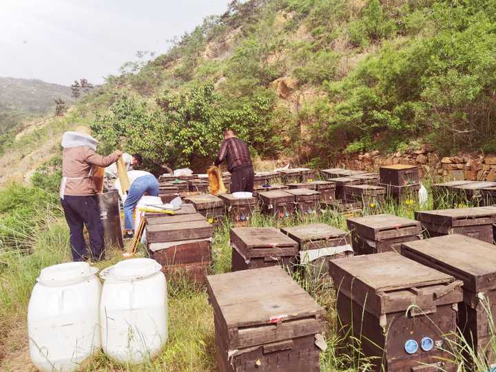 蜂蜜怎么吃才是最佳的方法,寻蜂蜜最有效的方法