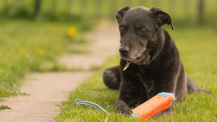 狗狗老年痴呆训练它方向感,狗狗老年痴呆治得好吗