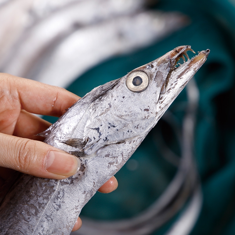 带鱼和带鱼段哪个便宜,大带鱼和小带鱼哪个贵