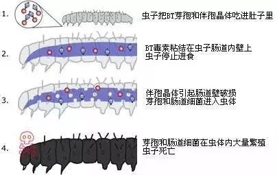 虫虫大作战对战所有昆虫攻略,虫虫大作战灭虫视频