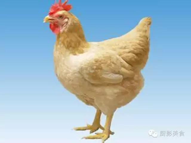全世界的鸡都在这了，有你认识的吗？
