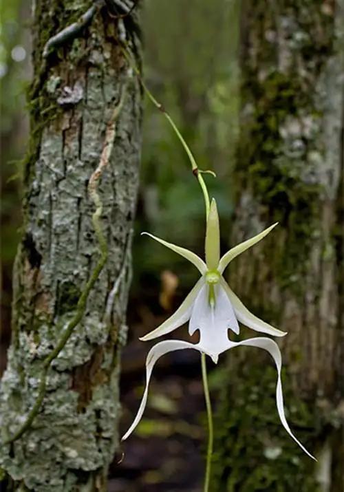 世界上最贵的兰花是多少钱,最贵的兰花价格排行榜前十名