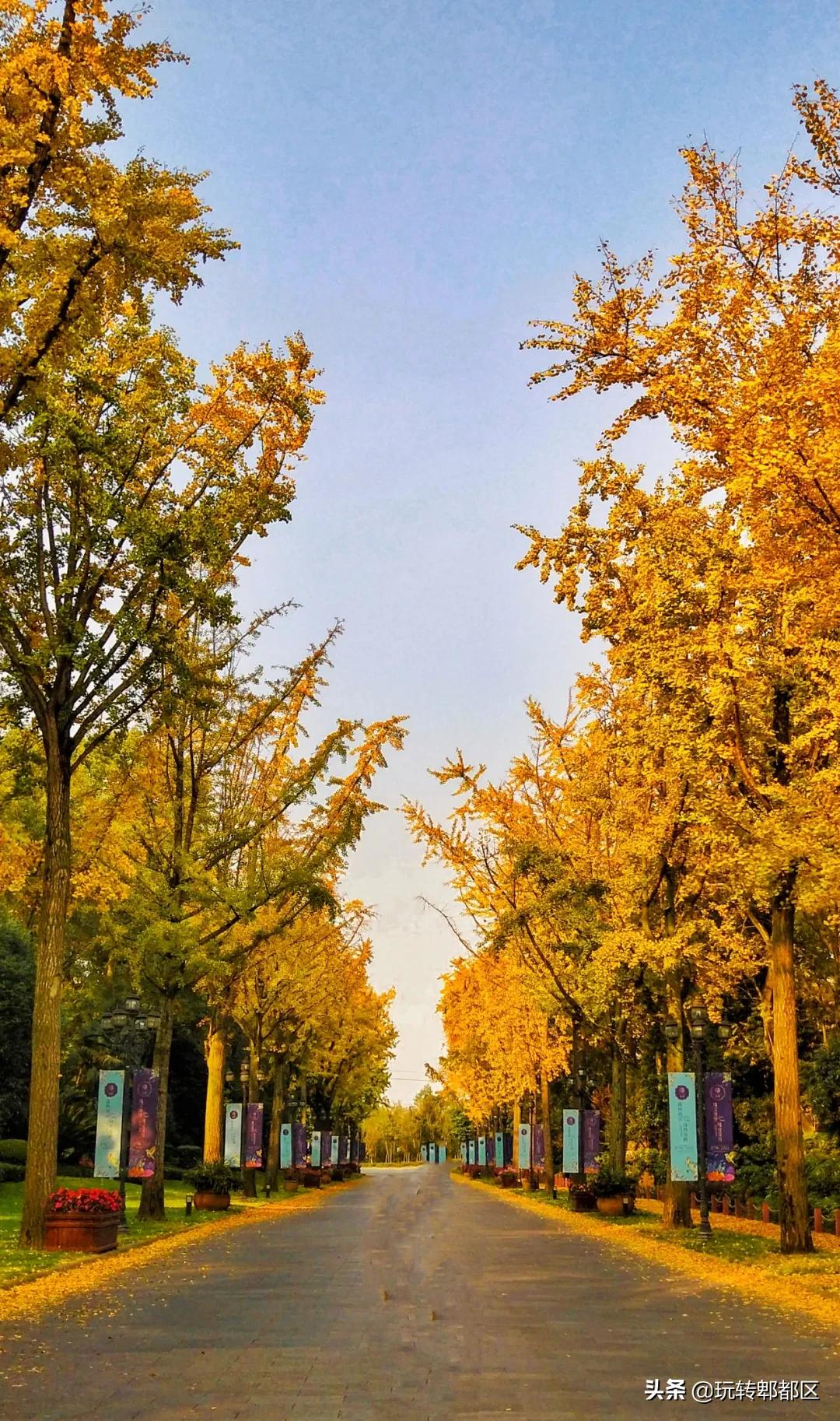 郫都区十大银杏打卡地,郫都区看银杏最好的地方