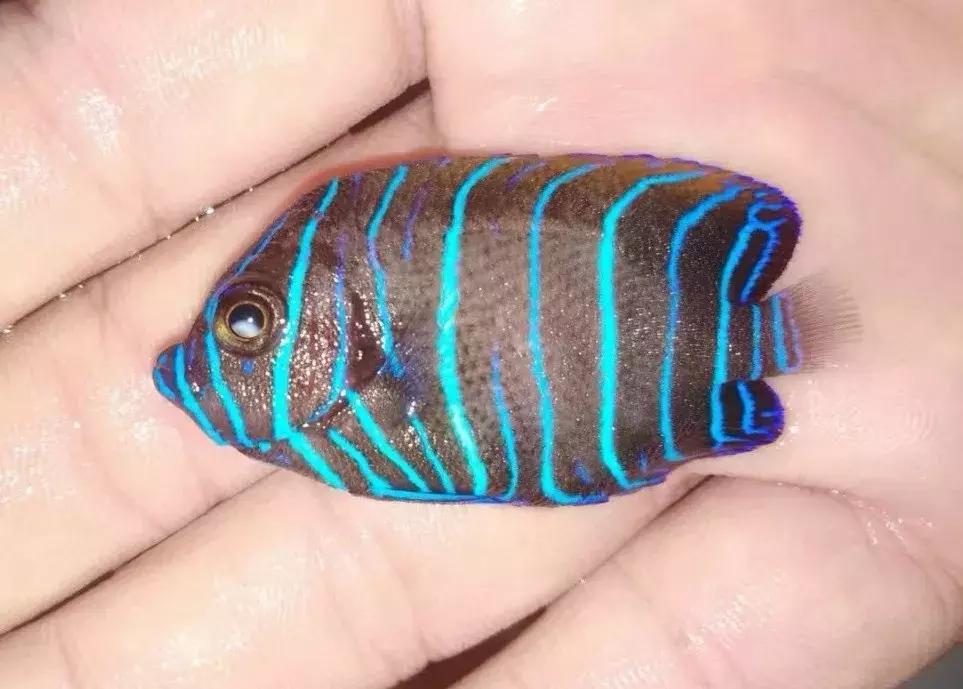 fot海水观赏鱼,fot鱼品种