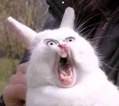 动物沙雕表情包搞笑,沙雕模仿动物表情包