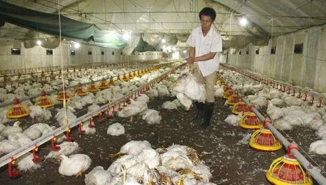 鸡的腺病毒是什么原因造成的,这样做,能有效防治