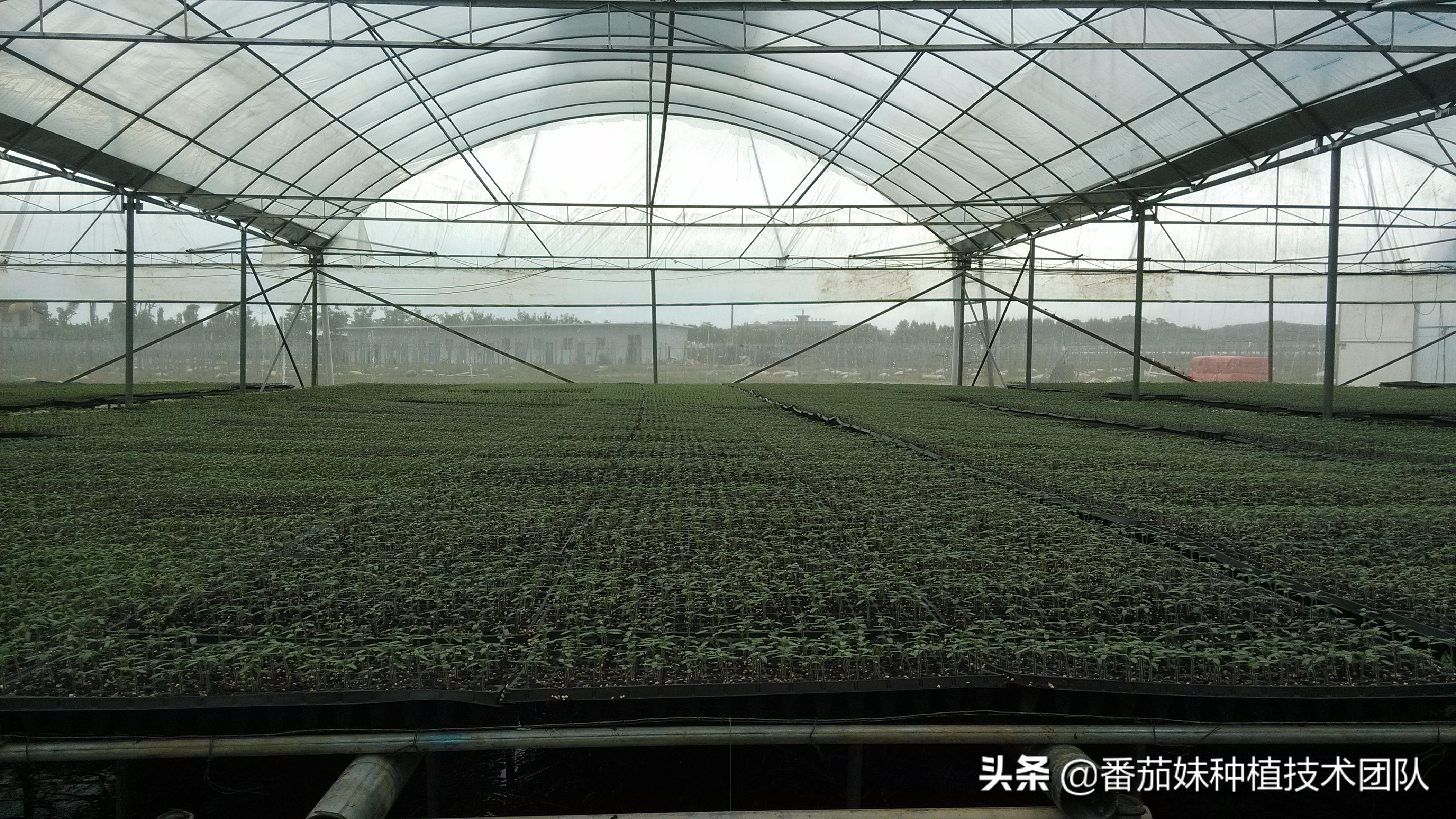 番茄叶子上老出一种白色幺蛾子是啥？咋办？几个大招彻底解决