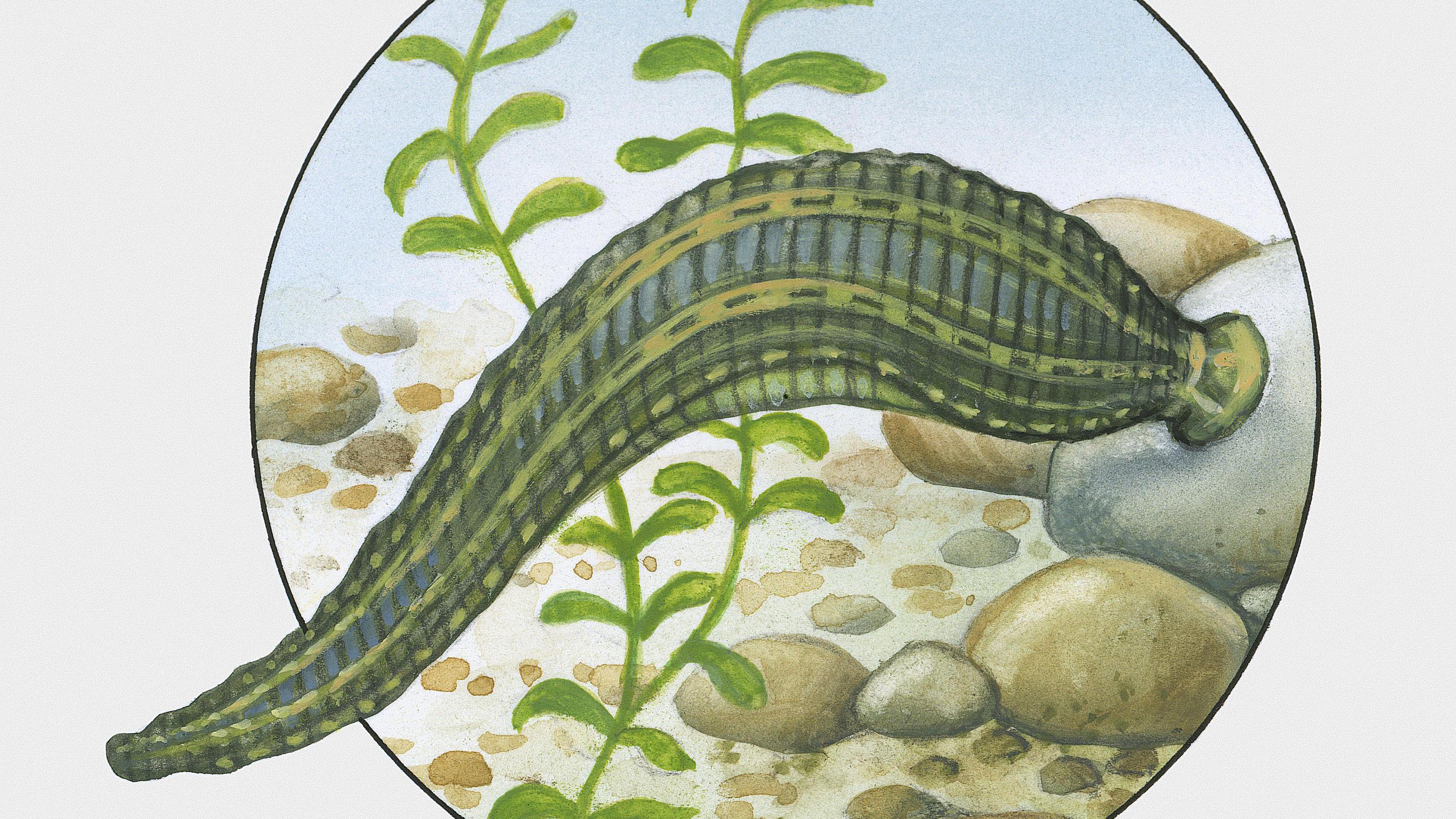 不小心把蚂蝗吞进肚子里会死吗,误吃蚂蟥在身体里能活吗