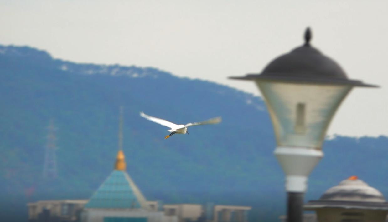 肇庆鼓浪屿风景区,肇庆鼓浪屿夜景
