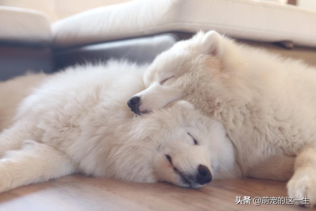 微笑天使萨摩耶有多乖,微笑天使萨摩耶优缺点