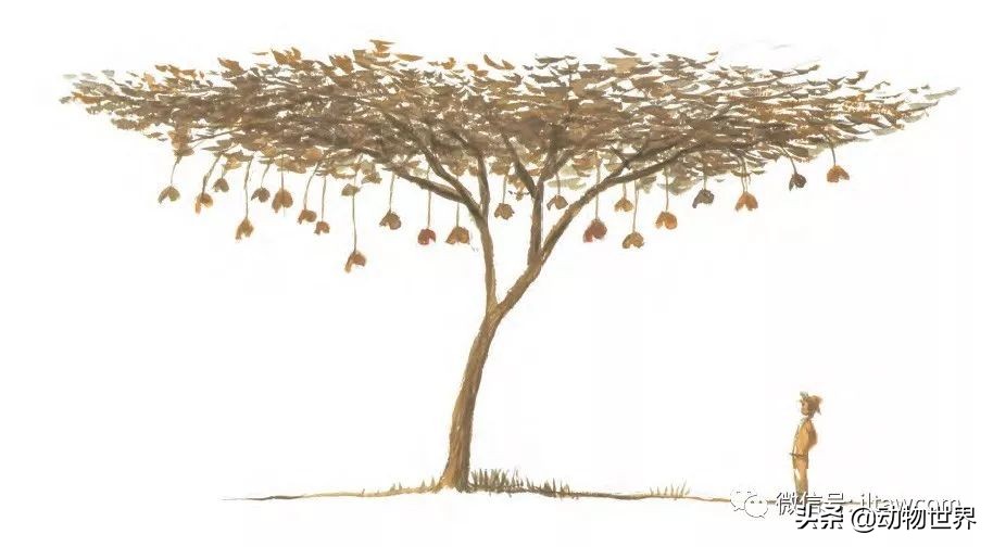 手绘动物地图,探索大自然手绘画