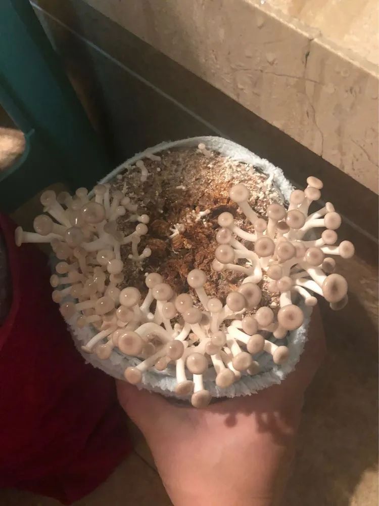 采蘑菇的小姑娘教程版,采蘑菇的小姑娘教学视频完整版