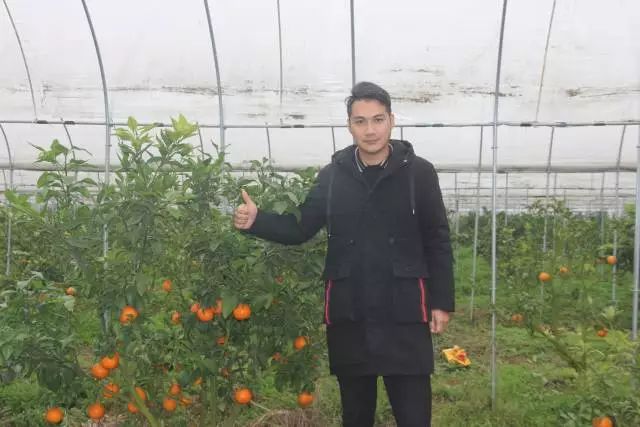 正宗红美人种植基地,中国柑橘研究所红美人