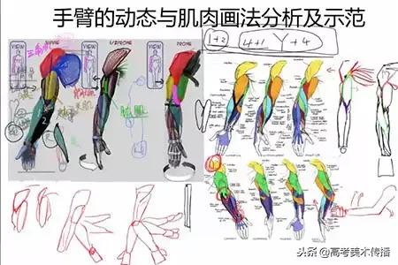 手臂分哪些肌肉结构,人体手臂肌肉结构形状