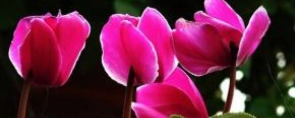 家庭养仙客来的正确养殖方法,仙客来花的养殖方法是什么