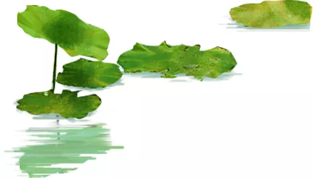 金湖荷花荡图片,金湖荷花荡介绍