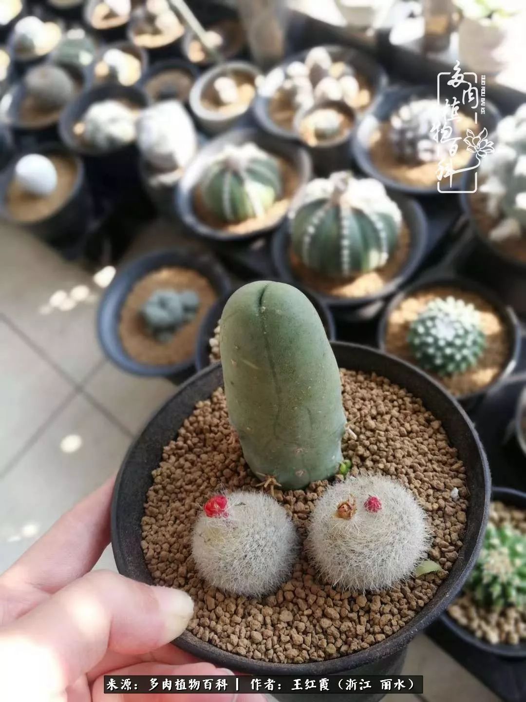 仙人球春天露养条件,仙人球露养条件