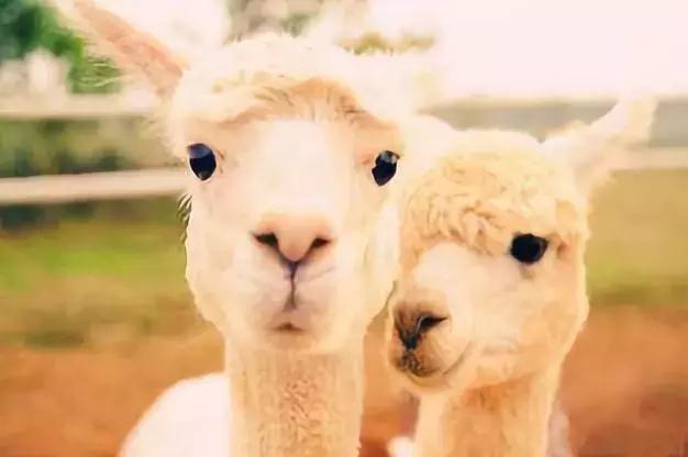 大明的武德为何长期欠费？战马不行不给力啊