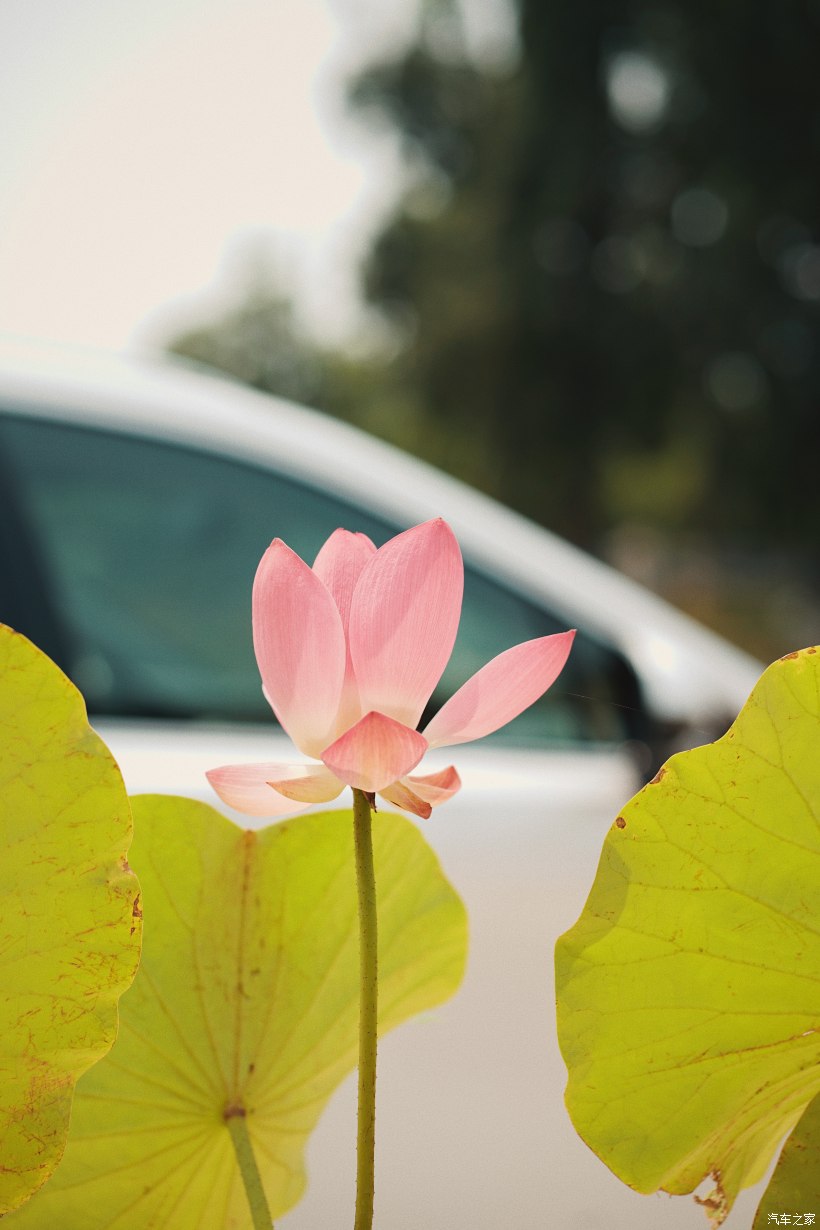 闆峰厠钀ㄦ柉rx鑸掑績鐢ㄨ溅,闆峰厠钀ㄦ柉rx杞︿富璁哄潧
