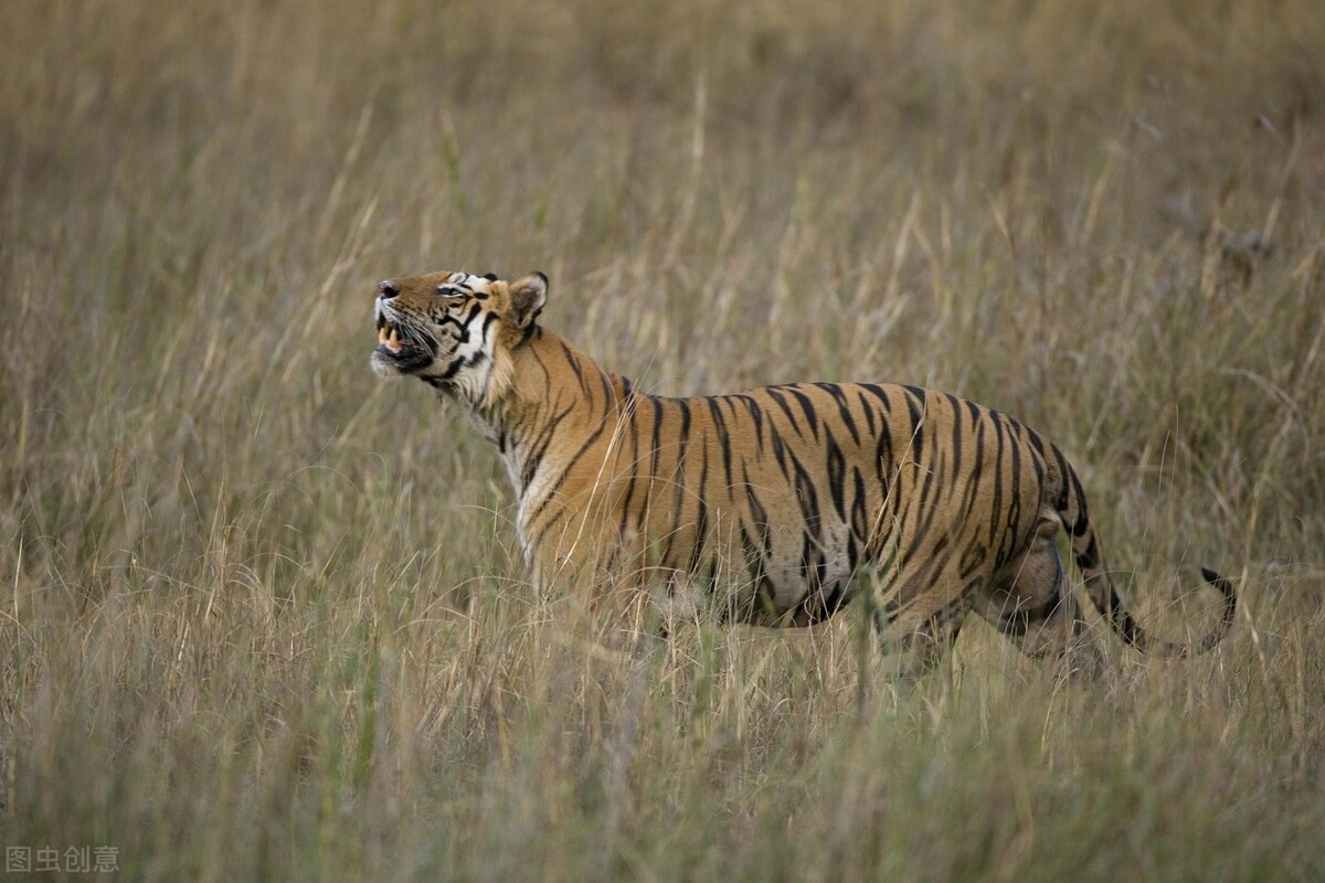 《血战太原》118第118回猎野猪陡然出意外林深处艳红遭虎攻