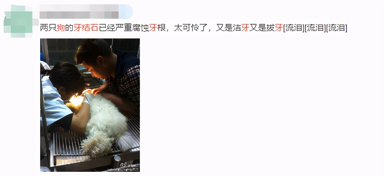 狗去除牙结石有危险吗,狗去牙结石最有效的办法