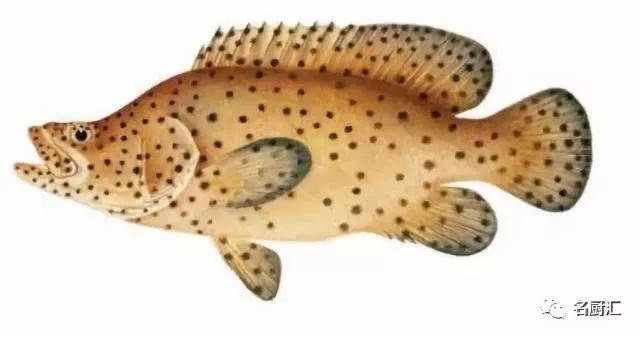 世界高端海鲜品牌,世界顶级海鲜在哪里